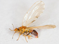 Aphalara polygoni